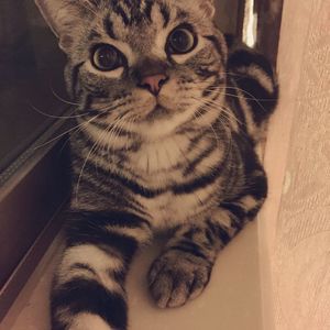 【爵卡S舜玳乖菌】恋音と雨空（Cover AAA）