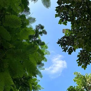 去有风的地方（cover 郁可唯）