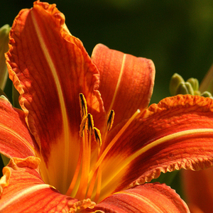 喜羊羊dj (热舞版)