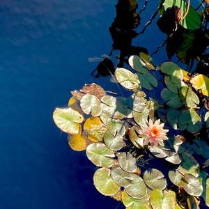 Lotus (feat. Côme Ranjard)