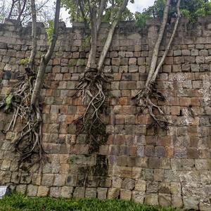 霸波儿奔奔波儿霸