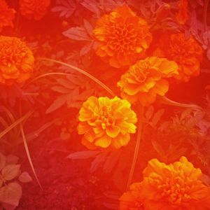 无种花（feat. Lellow）