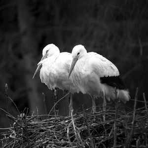 Two souls