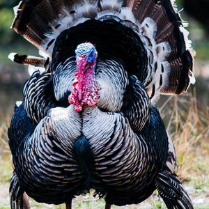 Thanksgiving Song 2020 (feat. Pokpokman)