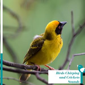 Owl Music to Enhance Your Focus