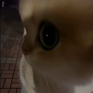 美人画卷