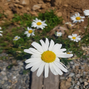 그날처럼