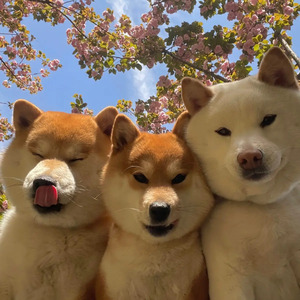 chuyện nhân nghĩa ấy