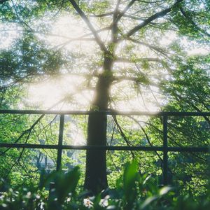 風を食む（蚕食清风）（翻唱版）