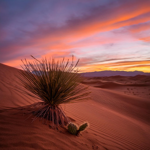 Armonías Que Susurran Paz Al Alma
