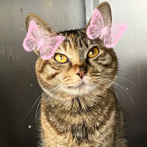 Love The Way You Lie