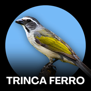 Trinca Ferro - Eu Sou Terrível