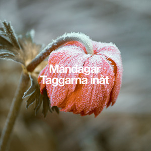 Taggarna inåt