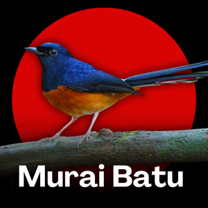 Murai Batu - Pancingan yang Menggugah Semangat