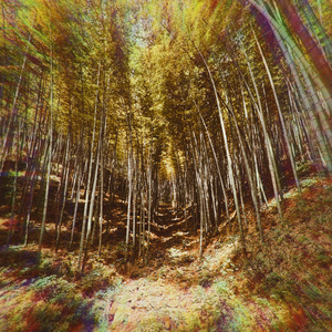 树影行者