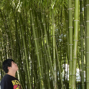 NO1（朋克也悲伤）