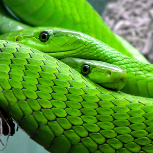 The Snake Song / Snake Slither and Shake