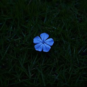 Blooming(Prod.by Morrow x Lisure)