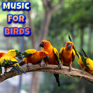 Birdie Music