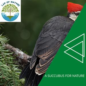 The Campfire Glows Steadily