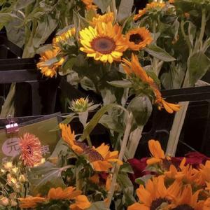 杀死那个石家庄人（片段）