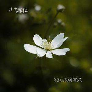 当悲伤成为奢侈的花