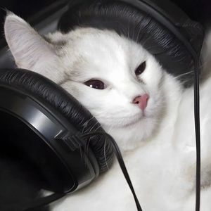 free-"爱听音乐的猫"-melodic trap X punk beat