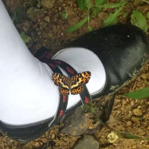 最好的时光cover