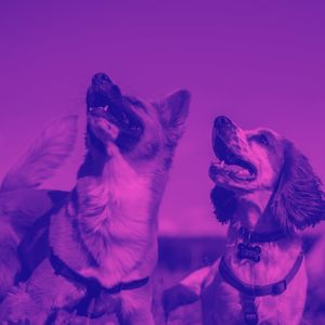 微妙的训练犬心情