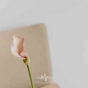 心中的光 (舒缓古筝曲)