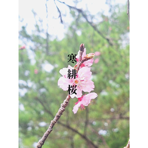 寒緋桜