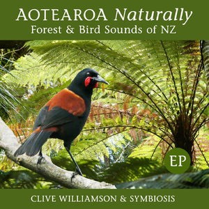 Songs of Hope (Tui & Korimako at Dawn, Tiritiri Matangi Island)