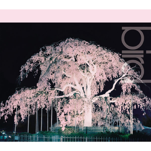 桜（Mad Professor's Lovers Rock Dub）