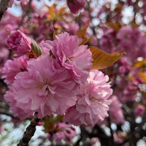 樱花树下的重逢