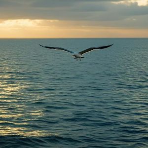 【free】“自由海”freedom sea “dirty life”