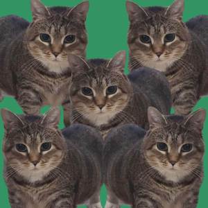 Oiiaoiia Cat (Slowed + Reverb)