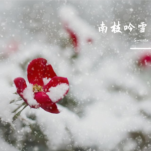 南枝吟雪