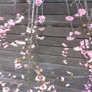 Dubstep ダブステップ