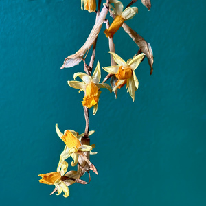 All The Flowers Are Dead