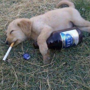 ฅ( •ε• )ฅ