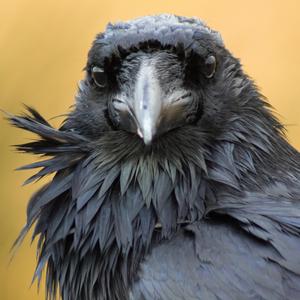 Bleeding Love Mens Edition 1 (Eric Canosa Remix)