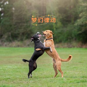 梦幻律动 (狗狗音乐)