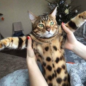 老虎-富士下山DJ（苏童七 remix）