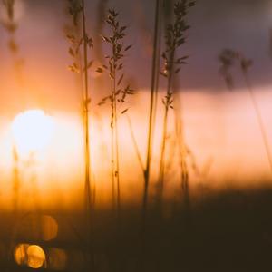 思念的日子 (八音盒)