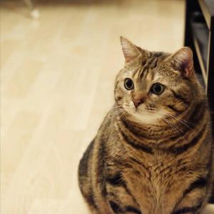 小鱼形状的逗猫棒