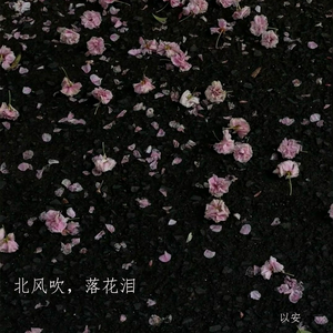 北风吹，落花泪