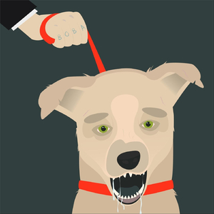 Собачья федерация