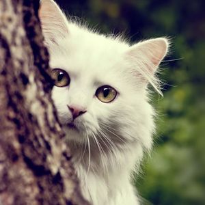 月上柳梢头人静