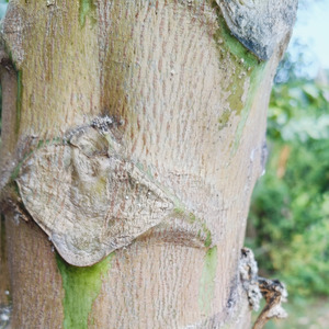 Mengapa kau panggil aku