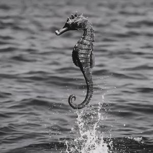 Sexy seahorse (feat. Topix)